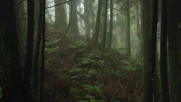 Mystery Forest